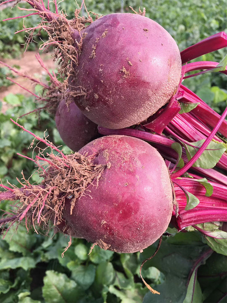 Globular Beetroot
