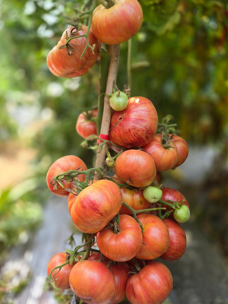 919 Naughty Girl Variegated Leaf Tomato