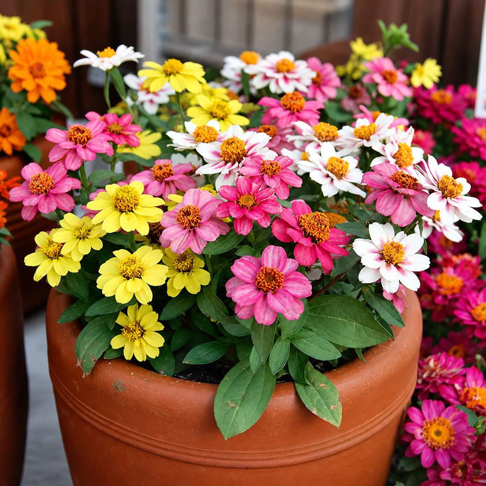 W1341 Dwarf Small-Flowered Zinnia Mix