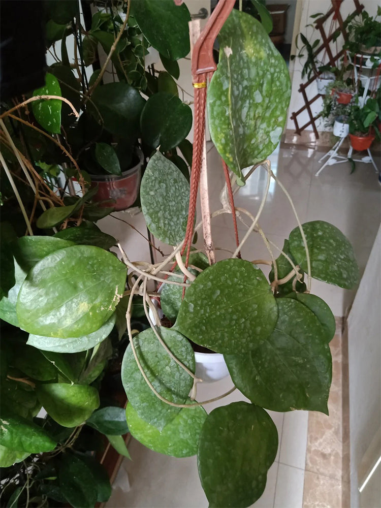 Hoya balaensis Unrooted Stem Cuttings