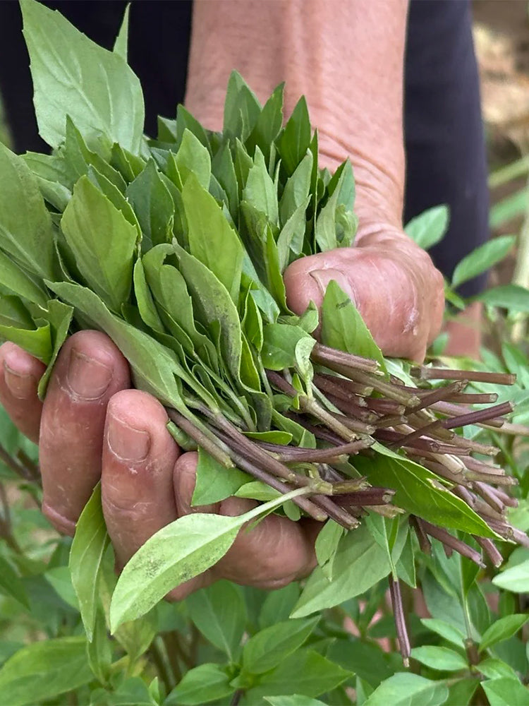 Licorice Basil