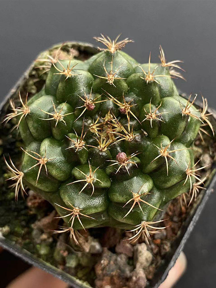 'Lishe Peony' Live Cactus