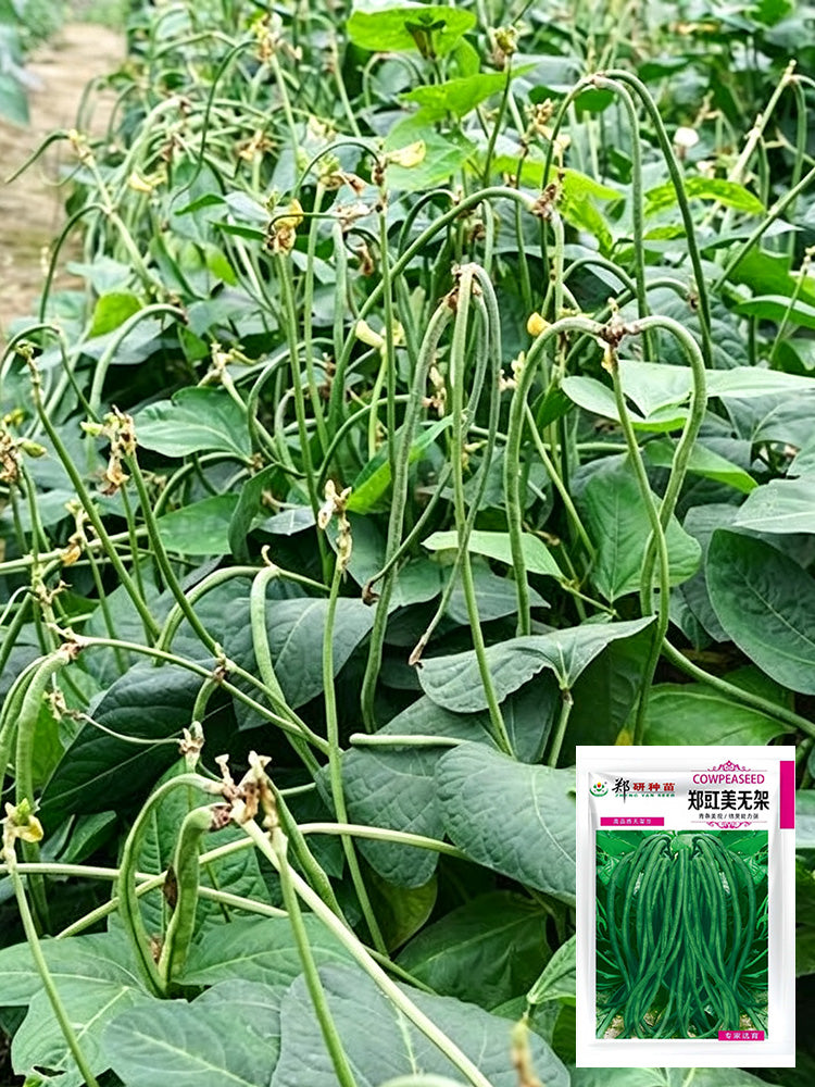 Zhengjiang Dwarf Bush Yardlong Bean