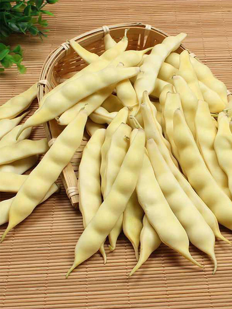 Golden Hook Kidney Beans