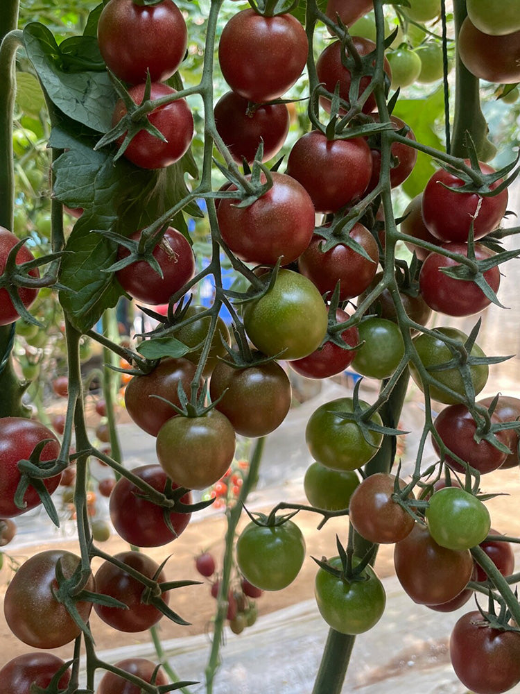 Dream Purple Cherry Tomato