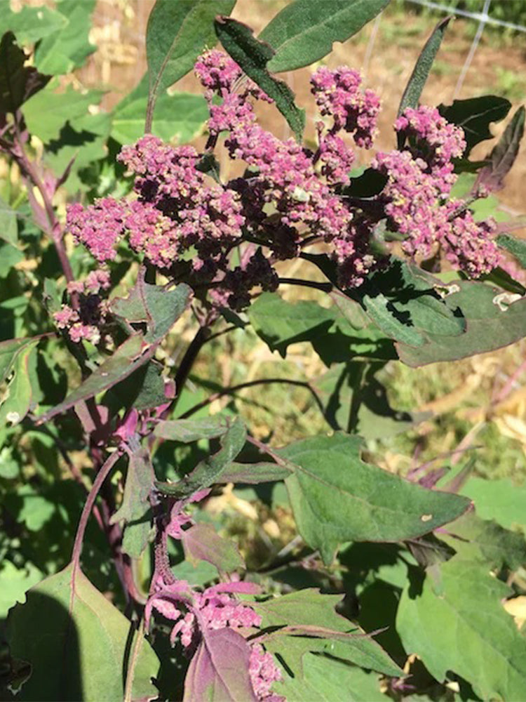 Black Quinoa