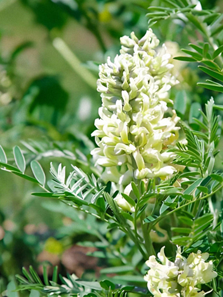 Huang Qi (Astragalus membranaceus)