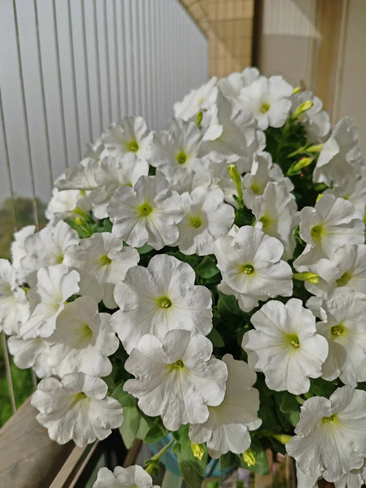 White Hybrid Petunia