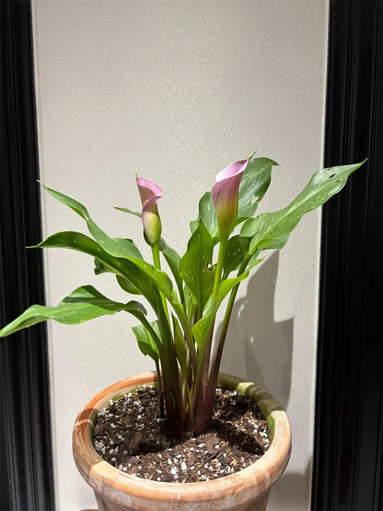 'Dreamland' Calla Lily