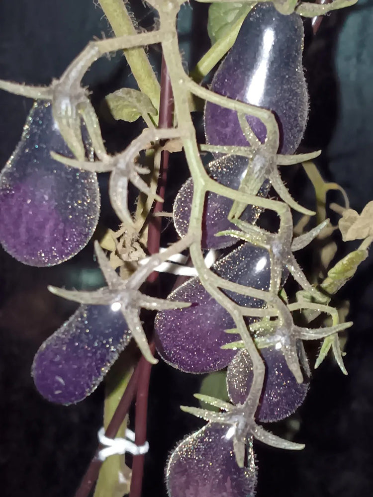 Black Key Tomato