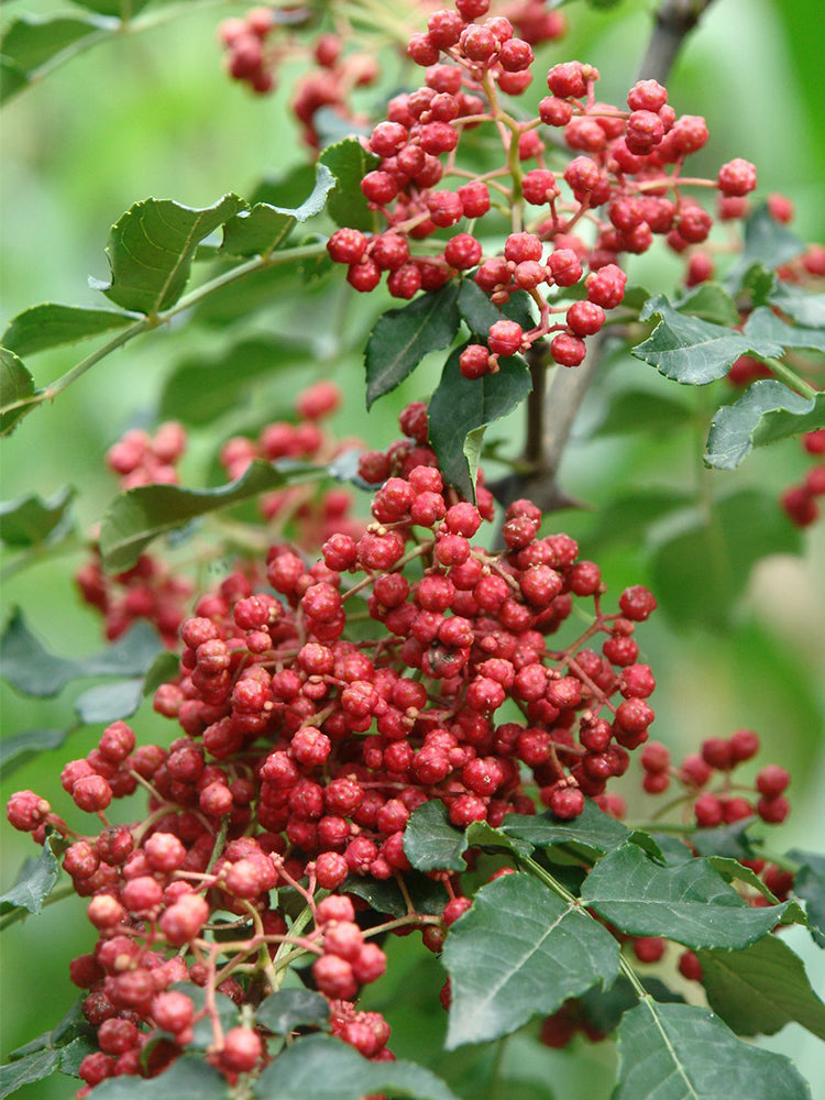 Dahongpao Sichuan Peppercorn