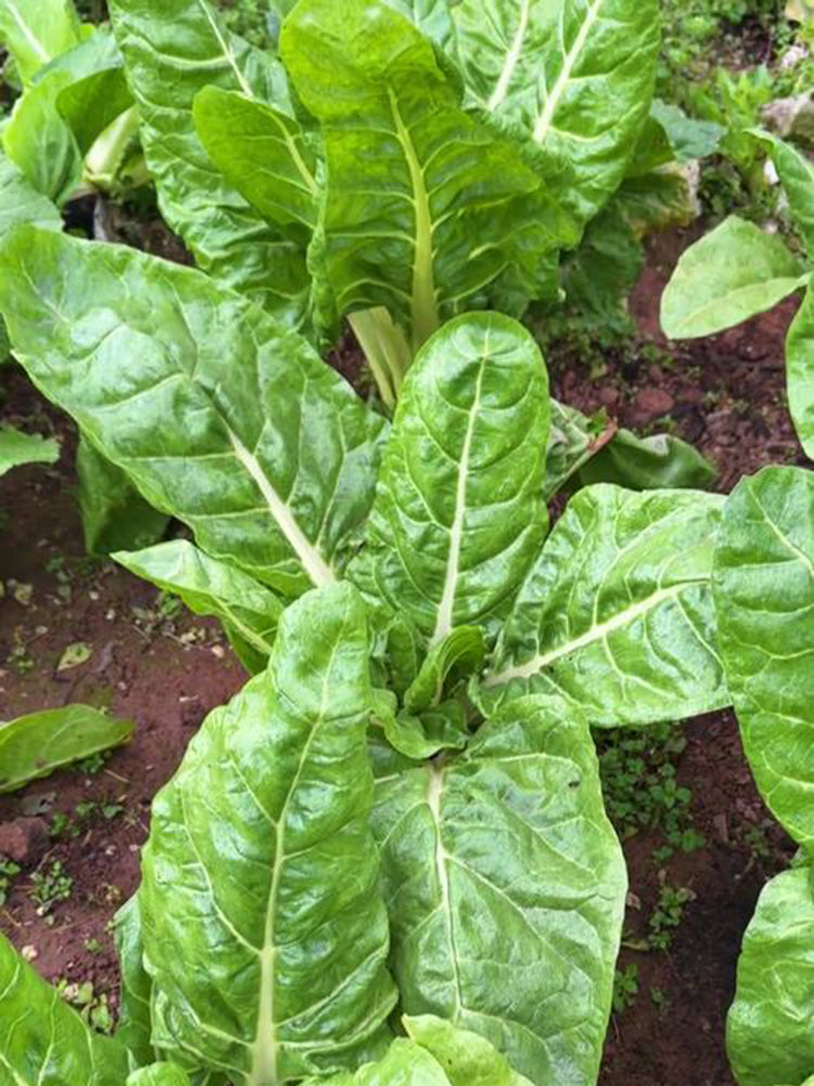 White-stemmed Leaf Beet