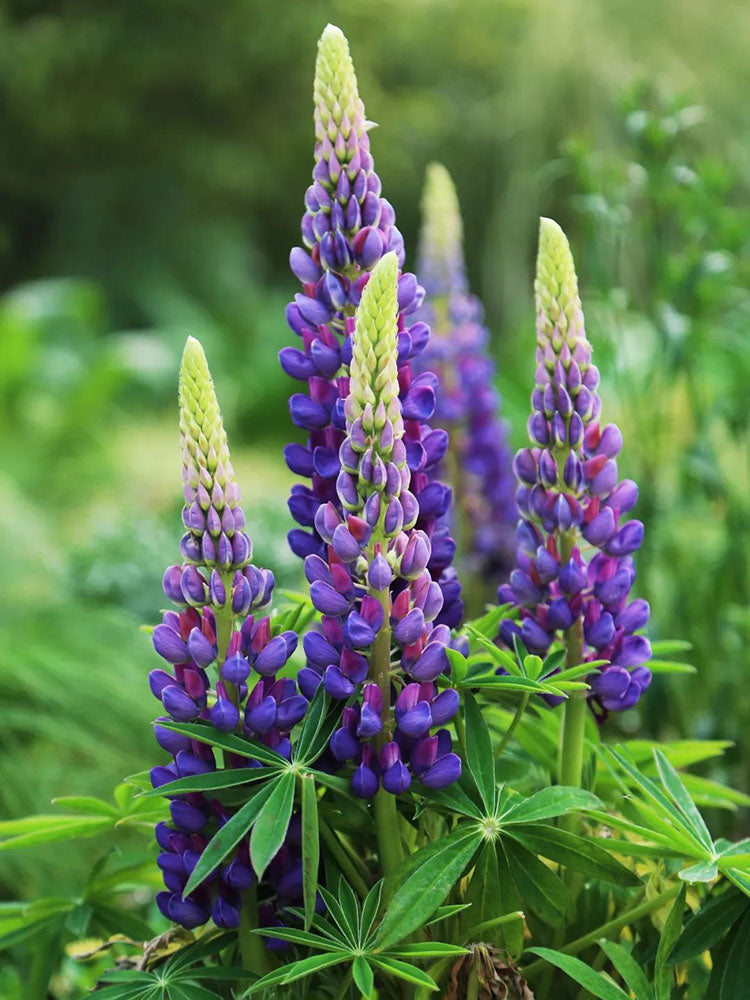 Blue Lupin