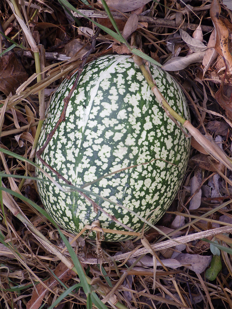 Figleaf Gourd