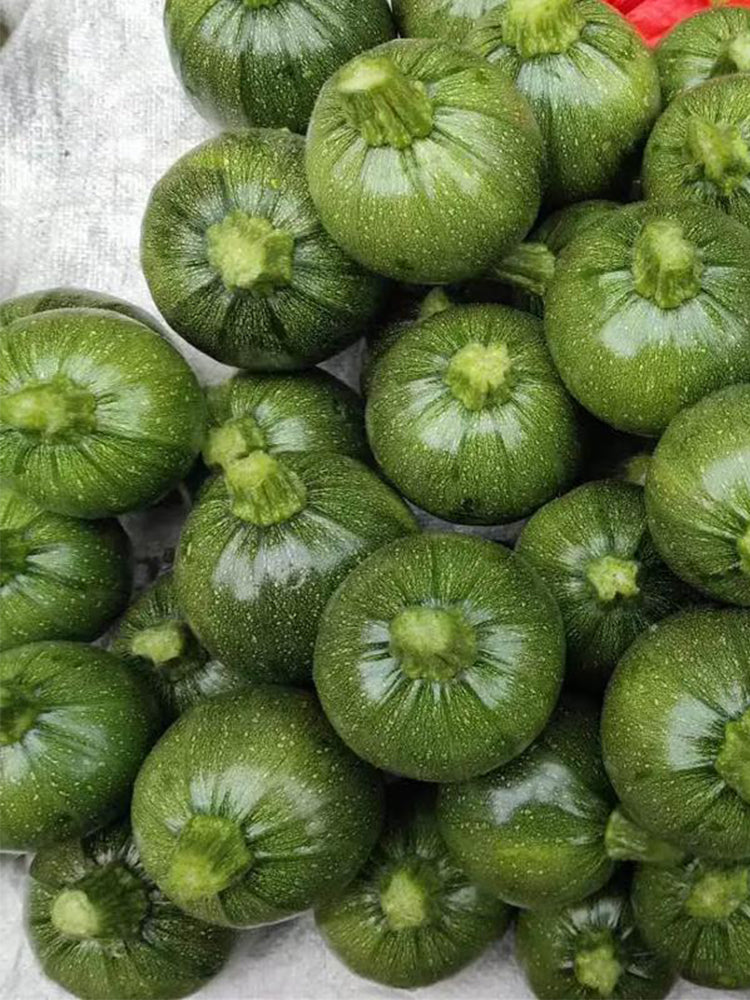 Black Pearl Zucchini