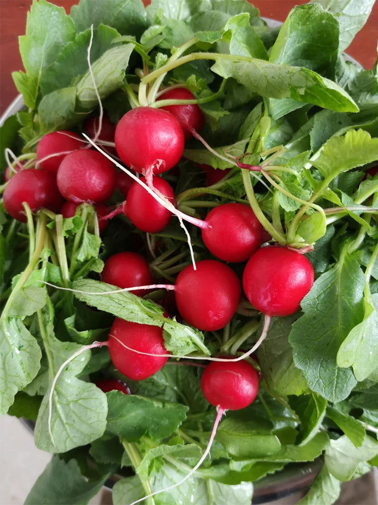 'Ailuo' Cherry Radish