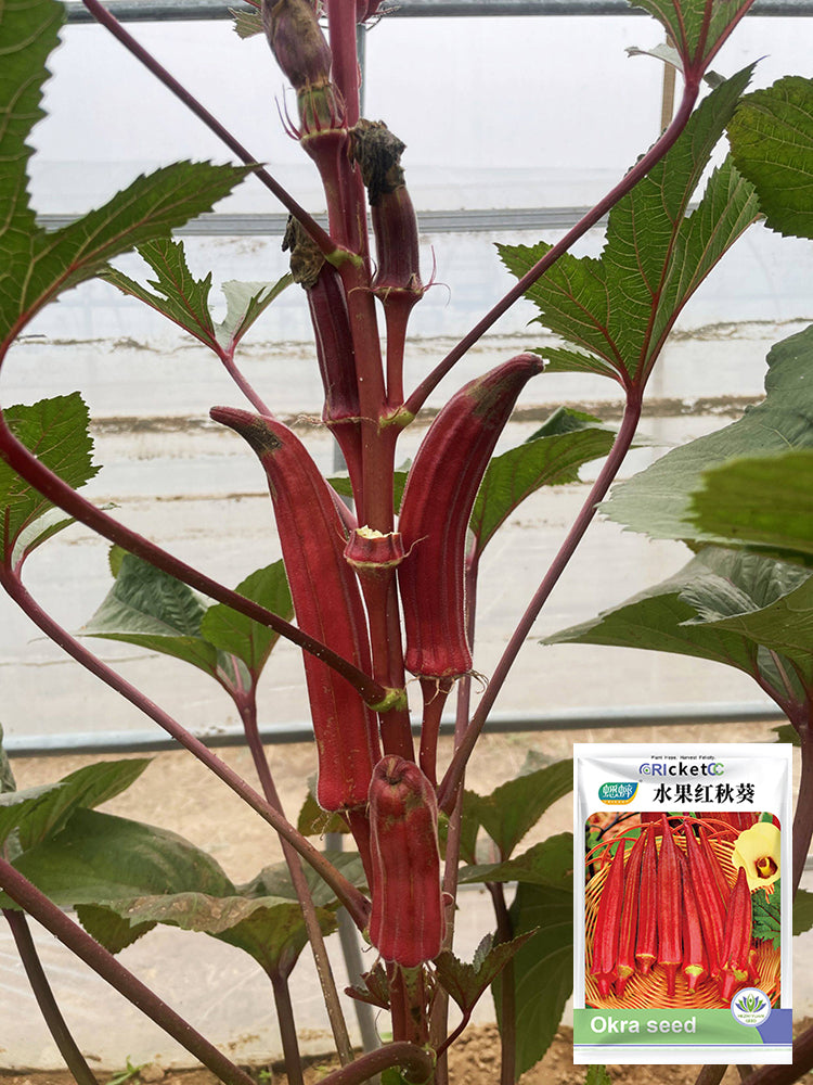 Fruit Red Okra