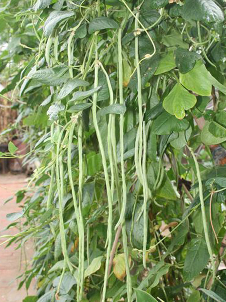 Continuously Harvestable Yardlong Beans