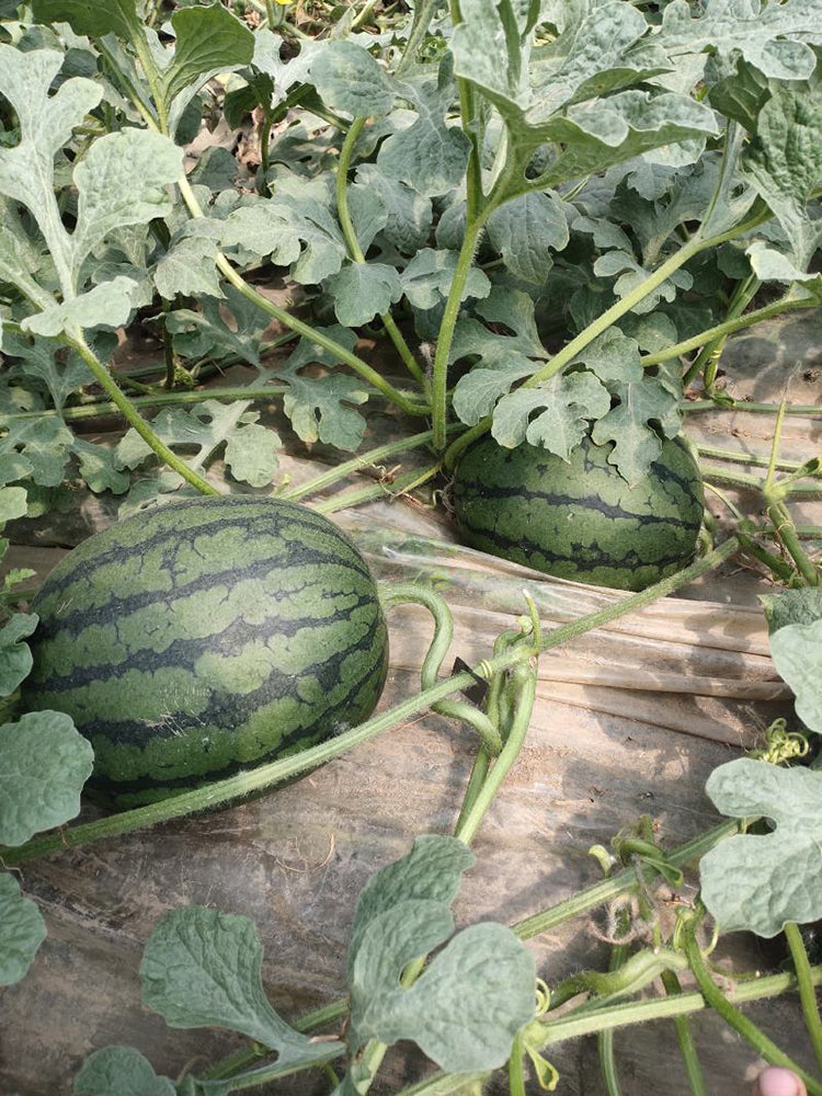 'Super Sweet 2K' Watermelon Seeds