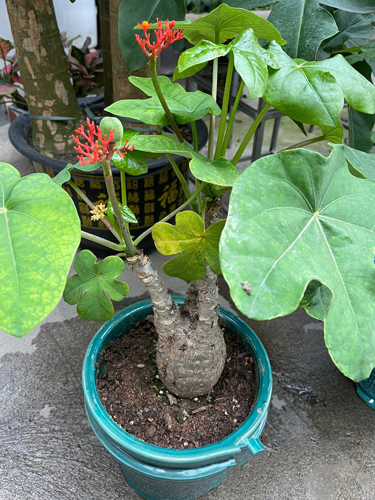 Buddha Belly Plant