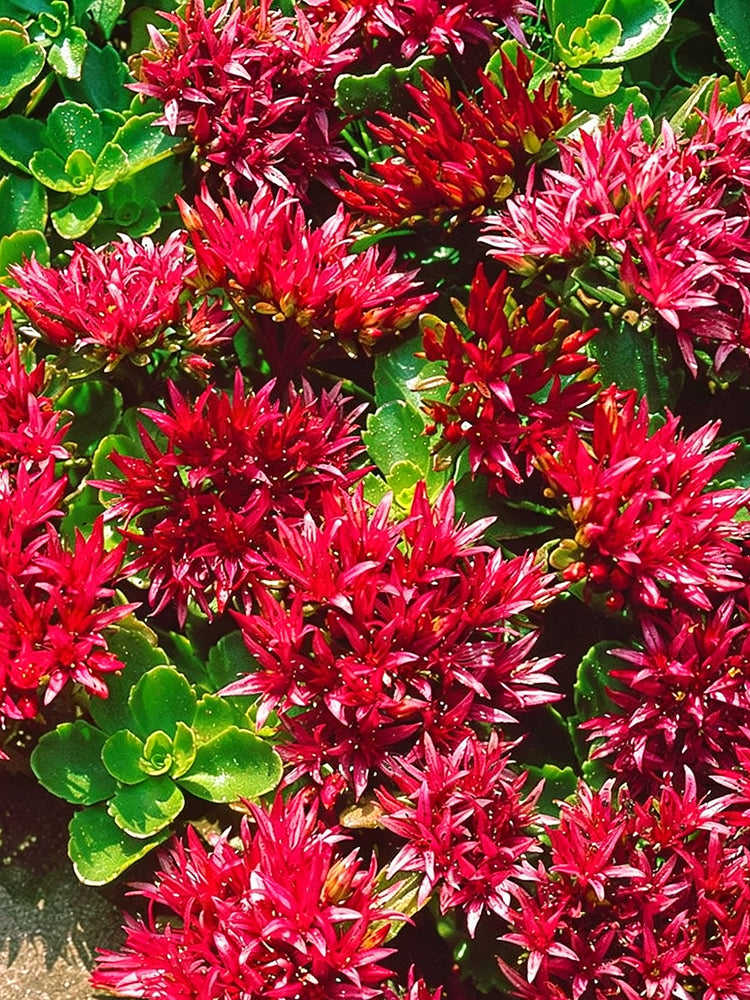 'Summer Glory' Stonecrop