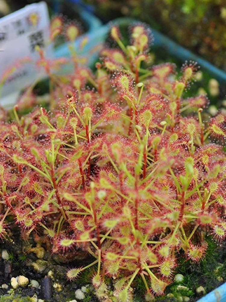 Fresh Drosera Seeds, Mixed