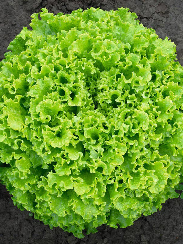'Dasusheng' Lettuce