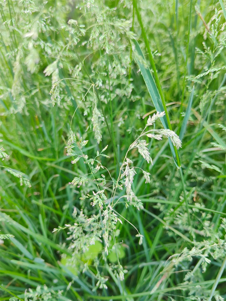 Poa pratensis 'Ginney II BT'