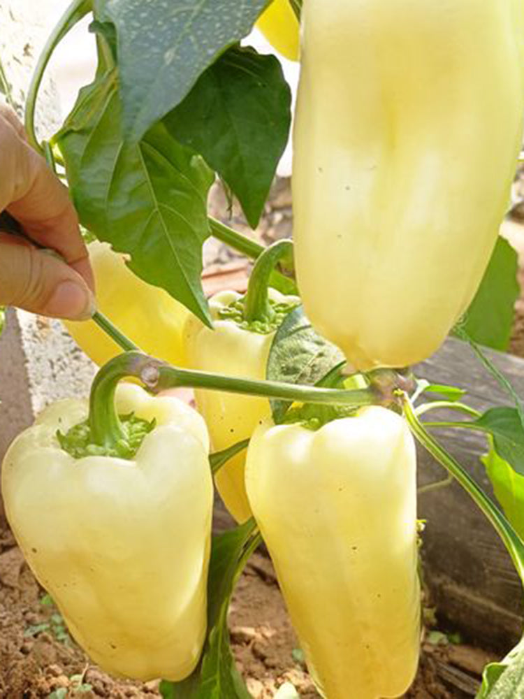 Cream Fruit Sweet Pepper