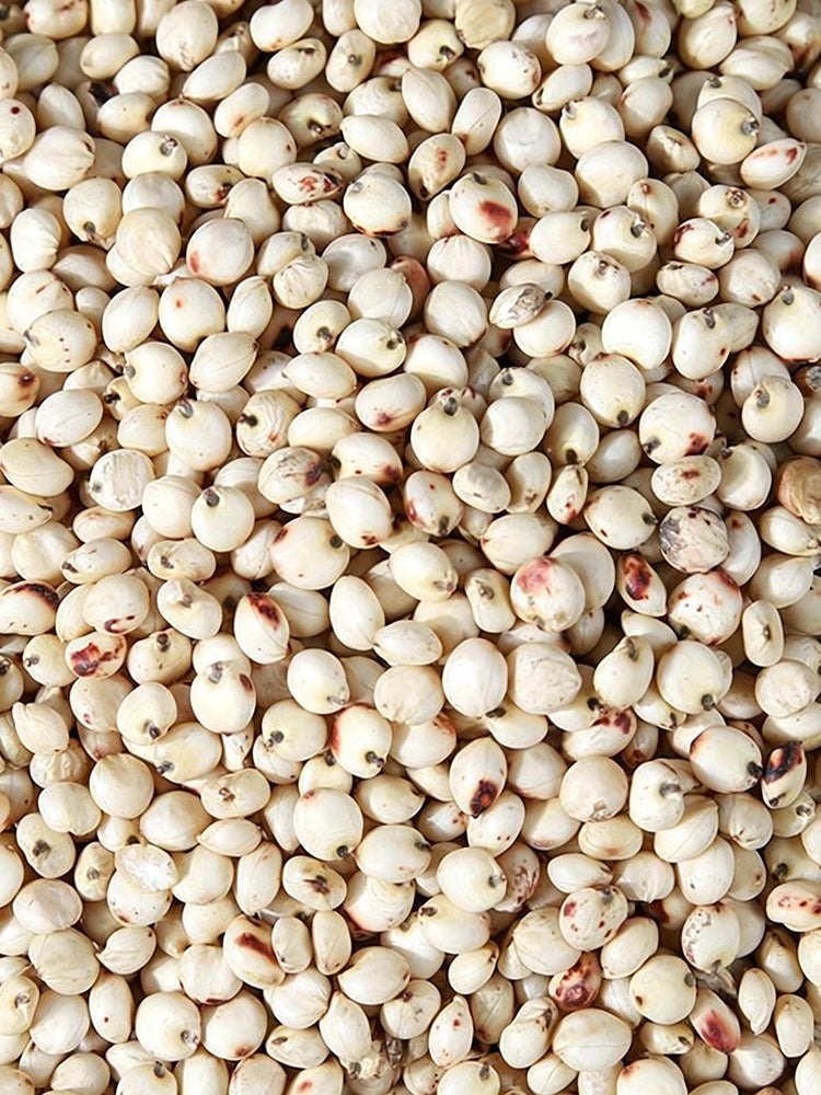 'Bainuo No.1' White Waxy Sorghum