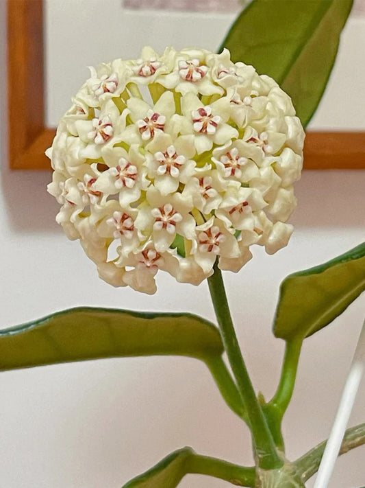Hoya latifolia Unrooted Stem Cuttings