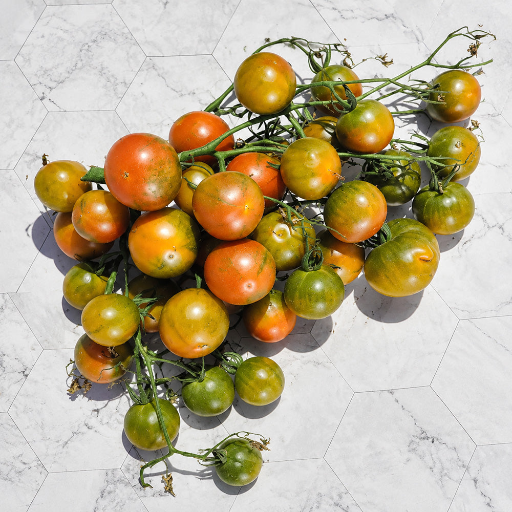 68 Evil Olive Tomato