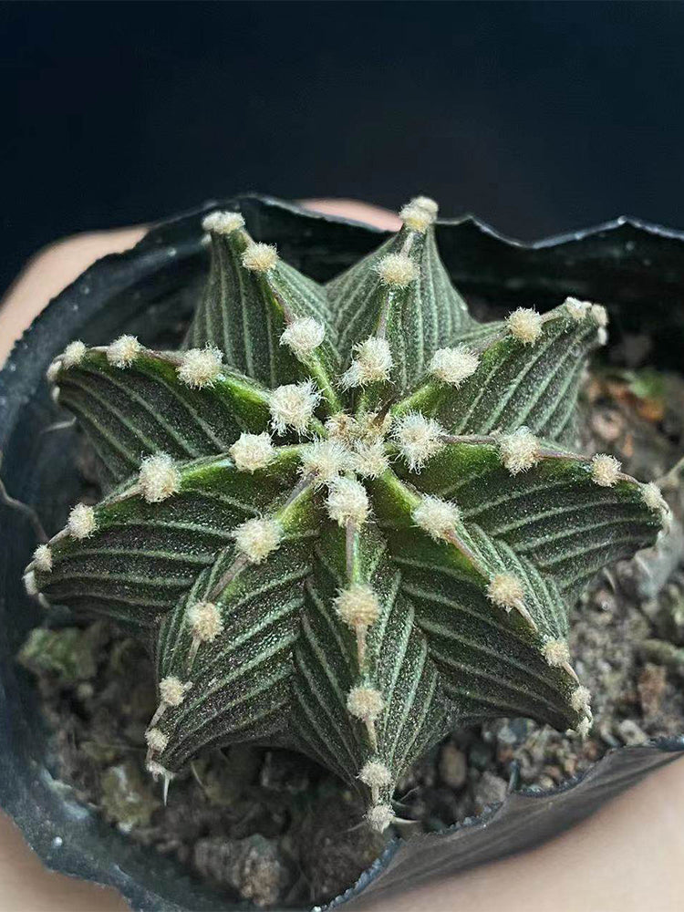 Gymnocalycium stenopleurum