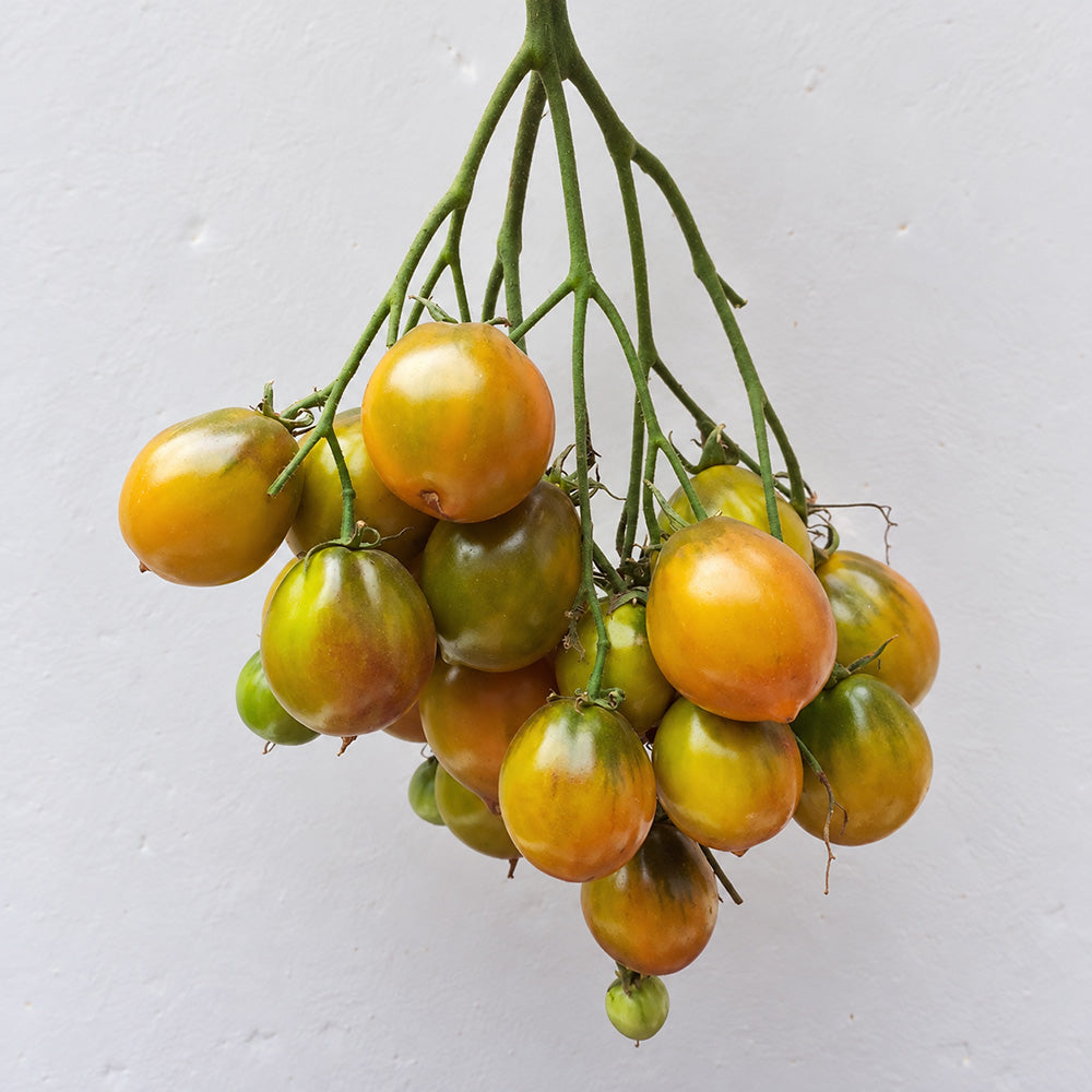 216 Smolka Beauty Multiflora Tomato