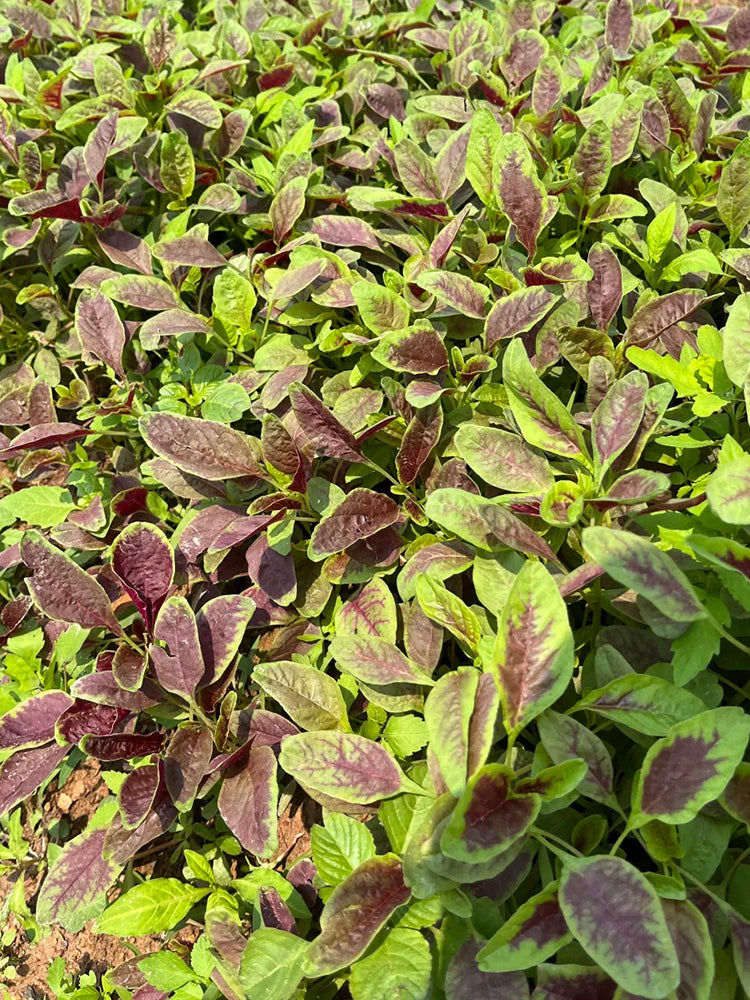 Pointed-Leaf Red Amaranth