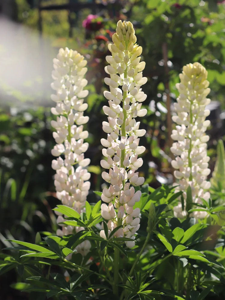 White Lupin