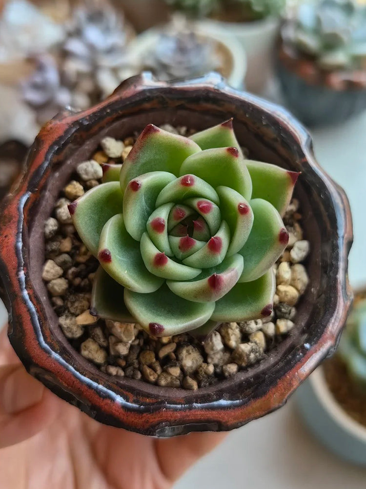 Echeveria Agavoides 'Blue Dragon'