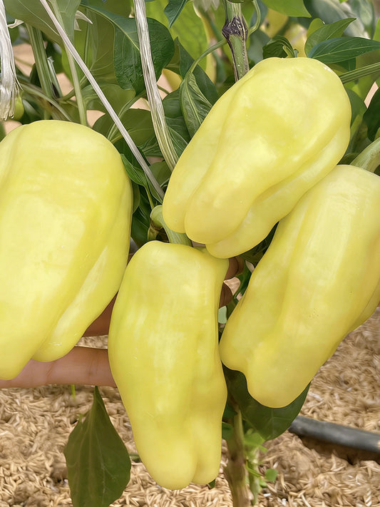 Cream Fruit Sweet Pepper