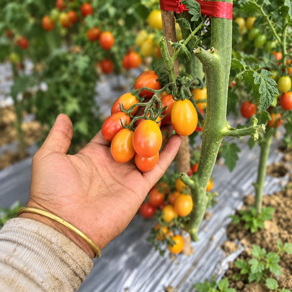 344 Submarine Blush Tomato