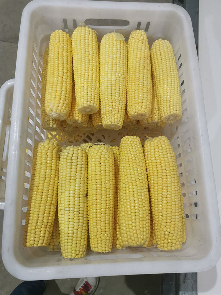 Golden Queen Waxy Corn