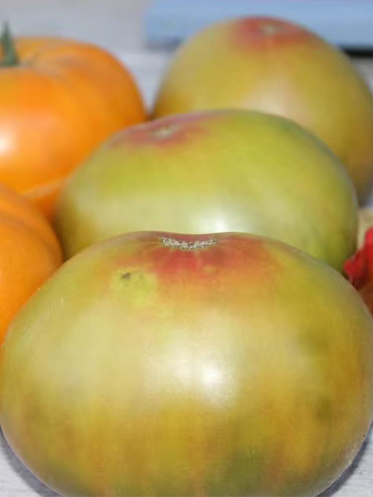915 Moldovan Fairy Tale Tomato