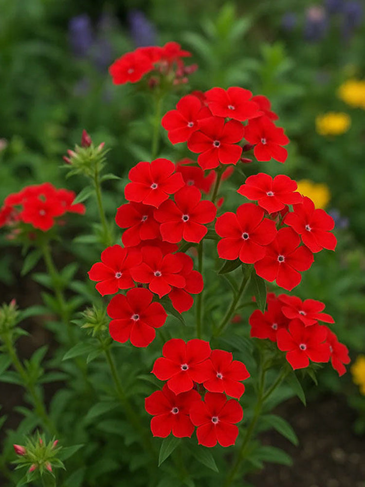 Scarlet Annual Phlox