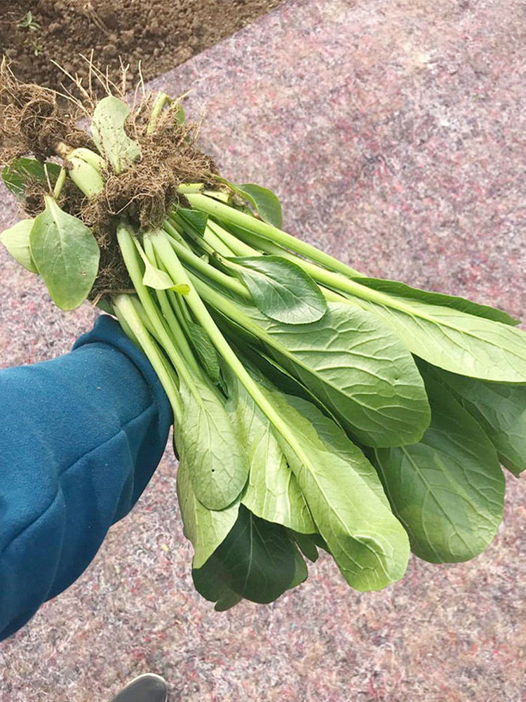 Little Shanghai F1 Bok Choy