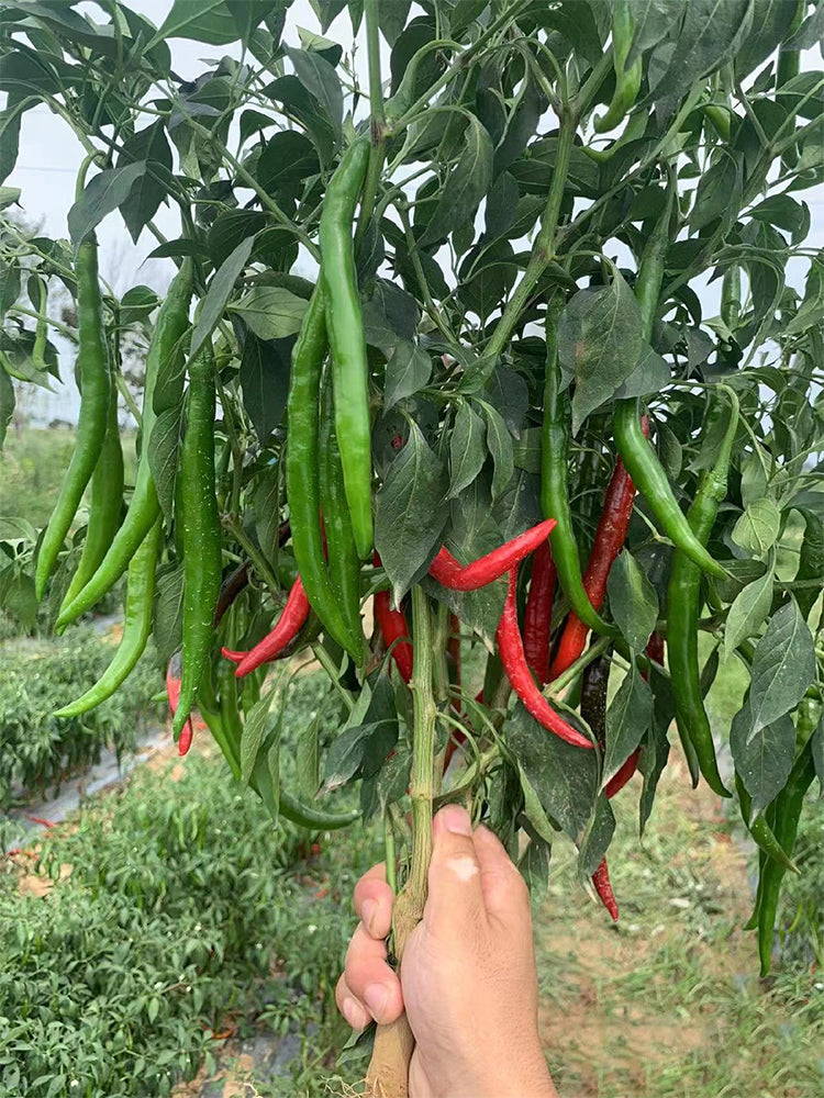 Hongtianxia String Peppers