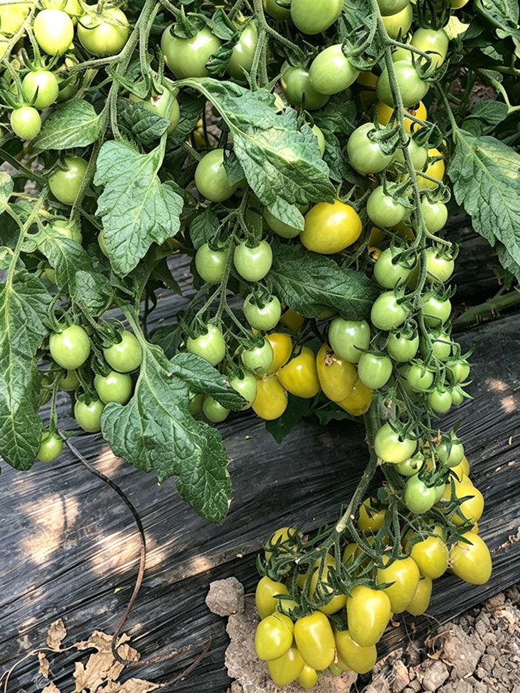 Green Jade Cherry Tomato