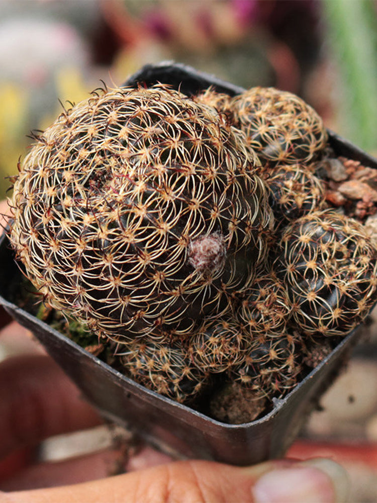 Lobivia arachnacantha