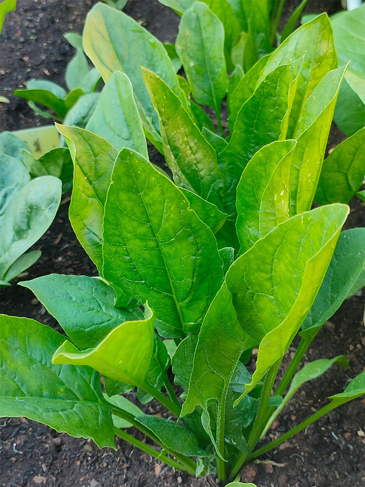 'Jinbote No.26' Spinach