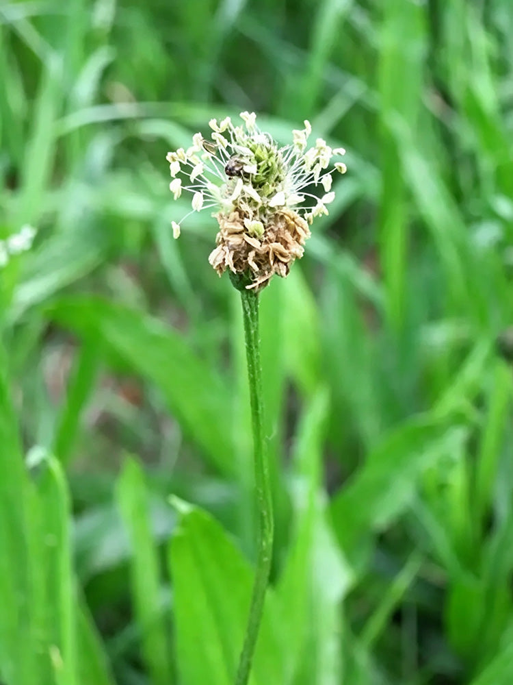 English Ribwort Plantain