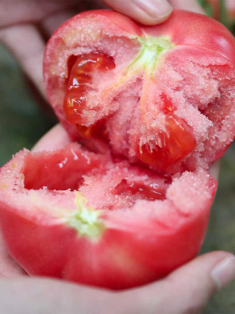 Maofen 802 Tomato