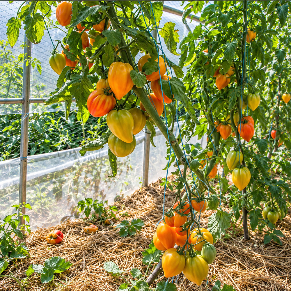 458 Marina's Praise Tomato